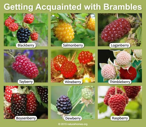 Brambleberries Raspberry Trellis, Growing Tomatoes In Pots, Tomatoes In Pots, Growing Blackberries, Growing Raspberries, Types Of Berries, Berry Garden, Growing Fruit Trees, Natural Homes