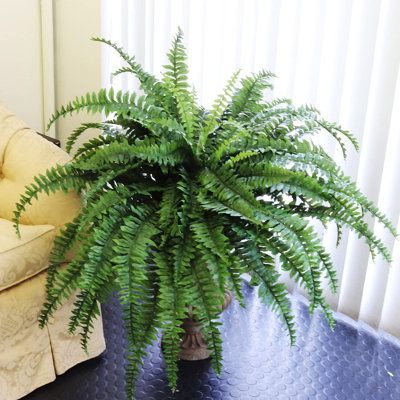 Plants In Baskets, Artificial Topiary, Boston Fern, Fern Plant, Buy Plants, Real Plants, Lush Greenery, Faux Plants, Outdoor Plants