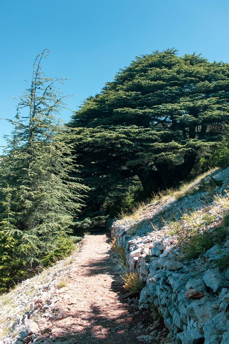 Cedar Trail in Maaser El Chouf - Lebanon Chouf Lebanon, Cedars Of Lebanon, Lebanon Cedar, Cedar Forest, Arab Culture, Forest Trail, Lebanon, Vision Board, Forest