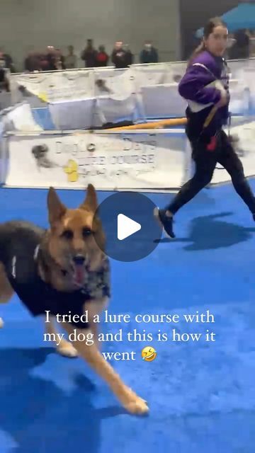 Max Sami on Instagram: "I don’t think Max will be a lure course dog anytime soon 🤣❤️ German shepherd dog, German shepherd, GSD, GSD colony, dog lure course, lure course, pet expo, Baltimore, Maryland, dogs of charm city, Baltimore dog moms #gsd #gsdcolony #baltimore #dogsofbaltimore #dogsofcharmcity #lurecourse #doglure #gsdnation #gsdofinstagram #dogsports #dogsport #lurecoursing #lurecoursingdogs #germanshepherd #germanshepherdsofinstagram #germanshepherds" Lure Coursing, Dog German Shepherd, Charm City, Gsd Dog, Dog German, Baltimore Maryland, Sporting Dogs, German Shepherd Dog, German Shepherd Dogs