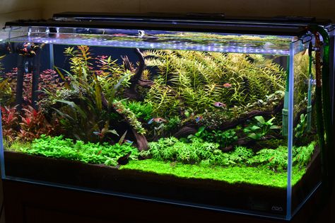 48 Gallon Low-tech - The Planted Tank Forum Underwater Aquarium, Aqua Scaping, Freshwater Plants, Fish Tank Themes, Neon Tetra, Fish Tank Lights, Making Water, Fresh Water Fish Tank, Led Aquarium Lighting