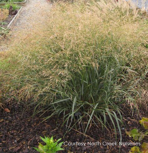 Looking for a compact Switchgrass? Take a look at ‘Cape Breeze’. It shares the toughness and adaptability of Switchgrass cultivars while offering distinct outstanding traits. It’s short and upright; it’s salt tolerant, and it blooms earlier in the season and stays green later into fall than other Switchgrasses. The short, dense, habit makes it valuable for smaller areas and containers. Panicum Virgatum, Garden Meadow, Nursery Plants, Prairie Planting, I Love Plants, Sustainable Landscaping, Erosion Control, Overwintering, Love Plants