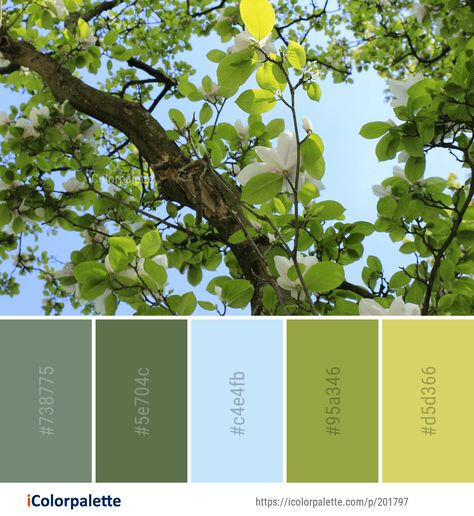 Color Palette ideas from 4803 Tree Images | iColorpalette Herb Color Palette, Eco Color Palette, House Palettes, Leaf Color Palette, Leaves Color Palette, Tree Color Palette, Soothing Paint Colors, Coloured Walls, Etsy Drawing