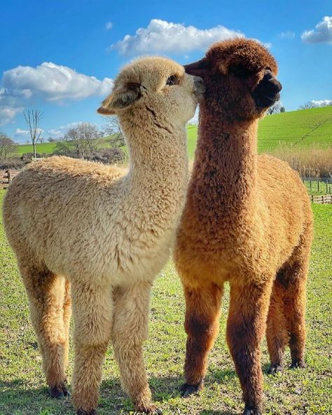 Alpaca Pictures, Alpaca Toy, Friday Vibes, Amazing Animal Pictures, Alpaca Farm, Cute Alpaca, Llama Alpaca, Bf Gf, Fluffy Animals