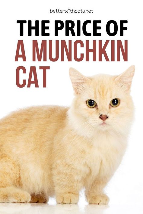 How much does a Munchkin cat cost? Find out through this in-depth guide all the possible expenses of a Munchkin cat! Animal Cell Model, Animal Crossing Hair, Cat Brown, Munchkin Kitten, Turkish Angora Cat, Purebred Cats, Angora Cats, Animal Halloween Costumes, Cats Pictures