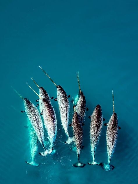 Narwhal Aesthetic, Extreme Landscapes, Narwhal Pictures, Narwhal Art, Beautiful Sea Creatures, Water Animals, Narwhal, Ocean Creatures, Ocean Animals