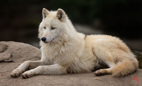 Wolf Poses Reference, Wolf Poses, North American Animals, Wolf Images, Wolf Photography, Arctic Wolf, Wild Animals Pictures, Wolf Love, Wolf Pictures