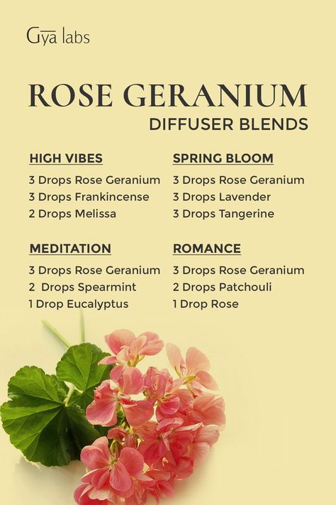 Assortment of Rose Geranium Essential Oil blends surrounded by rose petals. Geranium Essential Oil Blends, Rose Essential Oil Recipes, Geranium Diffuser Blend, Potpourri Diy, Herbs Benefits, Essential Oil For Skin, Scent Blends, Eo Blends, Essential Oil Perfumes Recipes