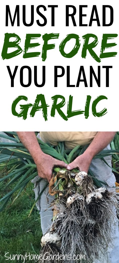 Garlic Seeds Planting, When To Plant Garlic, Garden Garlic, Harvest Garlic, Garlic Growing, Garlic Farm, Plant Garlic, Grow Garlic, Gardening Tips For Beginners