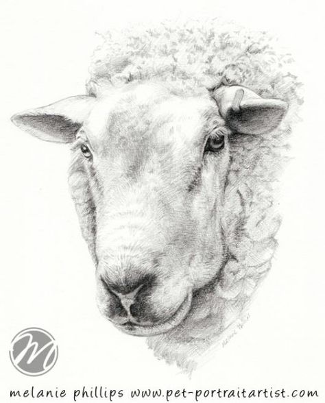 beautiful work Sheep Pencil Drawing, Abstract Sheep Art, Sheep Drawing Realistic, Sheep Sketch, Farm Animal Paintings, Sheep Tattoo, Sheep Drawing, Sheep Wall Art, Sheep Face