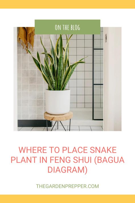 where to place snake plant in feng shui Feng Shui Plants Front Doors, Feng Shui Wealth Corner, Feng Shui Front Door, Snake Plant Indoor, Room Feng Shui, Feng Shui Plants, Feng Shui Bagua, Feng Shui Living Room, Feng Shui Design