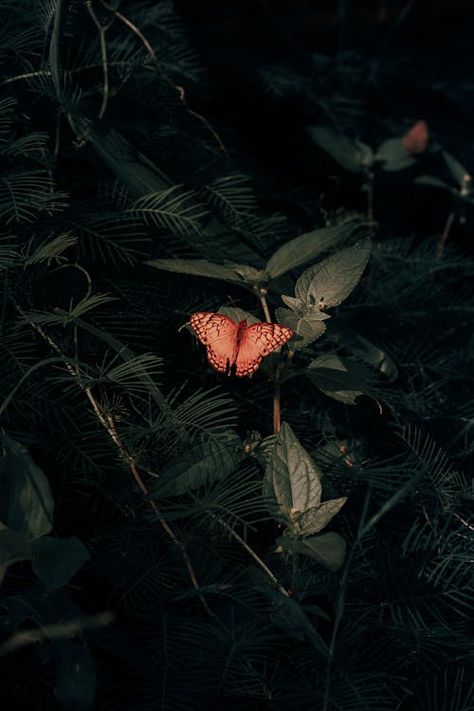 lovely orange butterfly on a dark green background #Butterflies #nature #aesthetic #plants #insects #beauty Dark Cottagecore Aesthetic Wallpaper, Background Butterflies, Cottagecore Aesthetic Wallpaper, Dark Cottagecore Aesthetic, Butterflies Nature, To The Wonder, Aesthetic Plants, The Butterfly Effect, Dark Summer