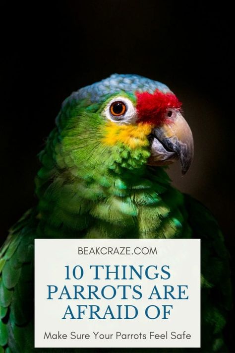 10 Potential Reasons Why Your Parrot Is So Scared Parakeet Care, Best Pet Birds, Conure Bird, Pet Birds Parrots, Parrot Training, Cages For Sale, Parakeet Cage, Conure Parrots, Parrot Pet