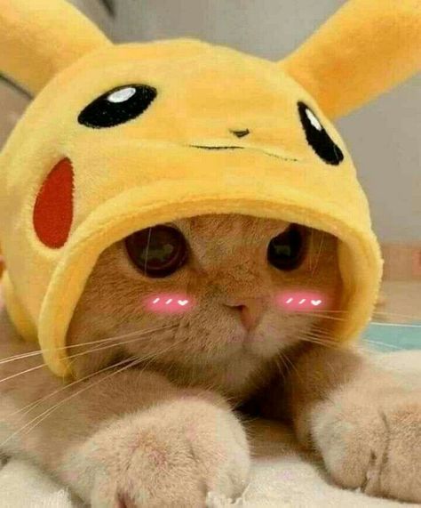 Picolé | Cute baby cats, Baby cats, Cute cats and dogs Pikachu Cat, Animal Icon, Animated Animals, Daily 5, Kittens Funny, Animal Sketches, Wildlife Nature, Cat Aesthetic