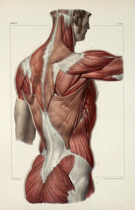 Artistic Anatomy : Photo Body Muscle Anatomy, Anatomy Images, Human Body Anatomy, Human Anatomy Drawing, Human Figure Drawing, Human Anatomy Art, Anatomy Sketches, Anatomy Poses, Anatomy For Artists