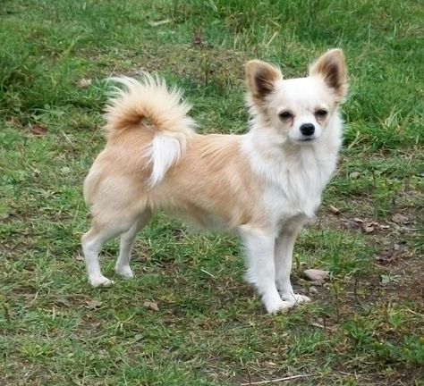 LONG HAIR CHIHUAHUAS on Pinterest | Long Haired Chihuahua, Long ... Chihuahua Haircut, Chihuahua Mix Puppies, Pictures Of Chihuahuas, Long Hair Chihuahua, Long Dog, Longer Legs, Long Haired Chihuahua, Cute Dog Photos, Hairstyles For