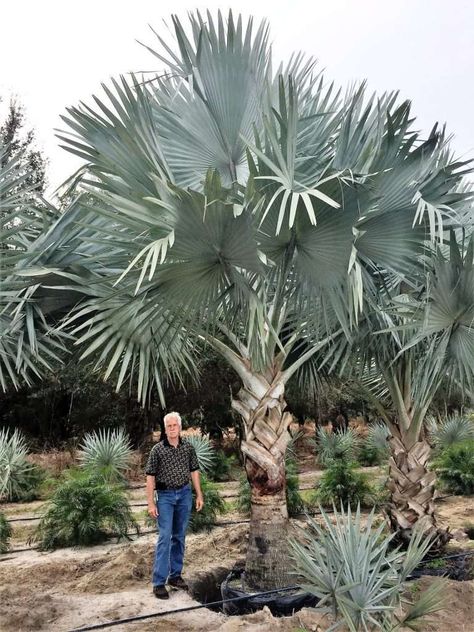 Large Blue Grey Fan leaves and wider trunk, slow growing and shorter than other palms, great for shade Types Of Palm Trees, Bismarck Palm, Florida Landscape, Tree Growth, Tree Planters, Tree Forest, Landscape Ideas, Central Florida, Inspiration Ideas