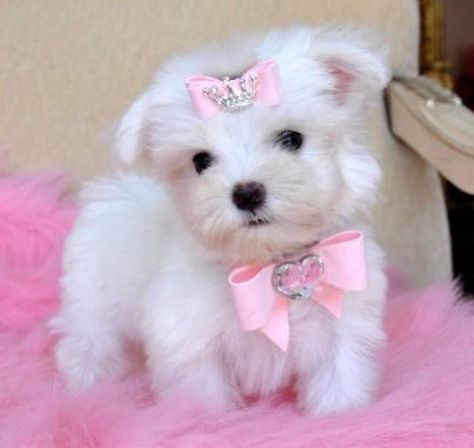 I am looking for an ideal family to place my teacup Maltese puppy. I am not selling her,she is up for free adoption.She is 13 weeks old If you think your home will be the perfect place for her,then please feel free to email me and we will continue fr... Puppies Teacup, Maltese Puppies For Sale, Teacup Yorkie Puppy, Teacup Maltese, Maltese Puppies, Havanese Puppies, Teacup Yorkie, Maltese Puppy, Maltese Dogs