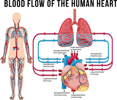 Diagram showing blood flow of human heart Stickers Images, Brain Tattoo, Anatomy Images, Heart Lungs, Human Vector, Medical Stickers, Skeletal System, Heart And Lungs, Goodnotes Stickers