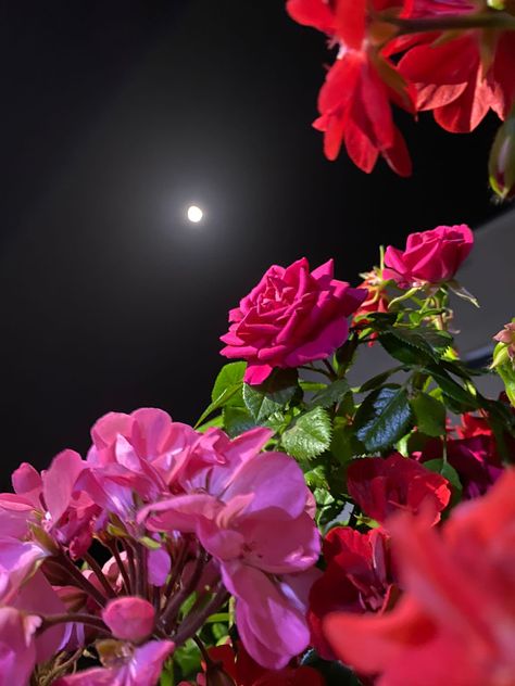 Flower Esthetics, Full Moon Vibes, Moon Vibes, Sun Background, Ramadan Images, Midnight Rose, Poems Quotes, Dreamy Photography, Flowers Photography Wallpaper