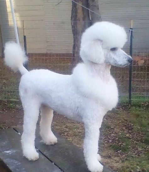 Types Of Poodle Haircuts, Poodle Braids, Shaved Standard Poodle, Creative Dog Grooming, Standard Poodle Dyed Hair, Standard Poodle Mohawk, Toy Poodle Haircut, Standard Poodle Creative Grooming, Cream Poodle Standard