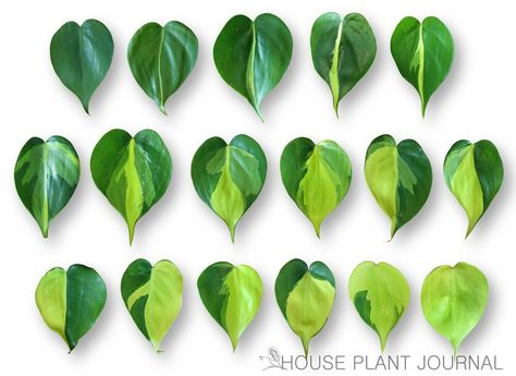 Philodendron cv. 'Brazil' leaf gradient. Evergreen Plant, Indoor Plant, Variegated Plant, Rare Collectors Plant. Brazil Pothos, Philodendron Brazil, Philodendron Brasil, Identify Plant, Philodendron Plant, نباتات منزلية, Making Plant Pots, Paper Plants, Mini Plants