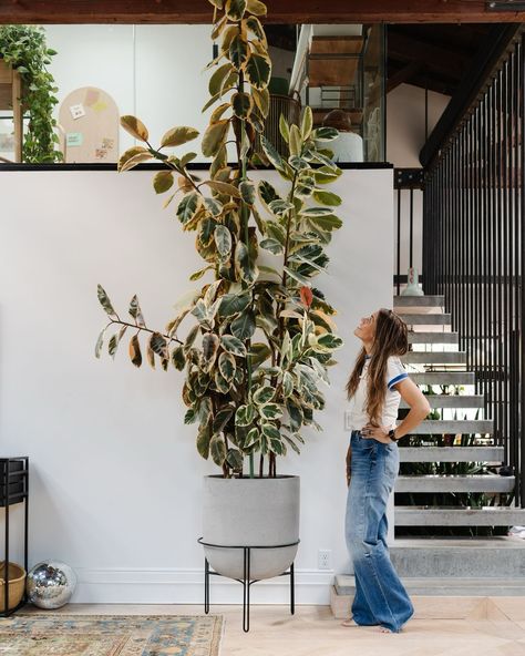 houseplants, houseplantdecor, houseplantasthetic,houseplantsindoor, houseplanthelp, pottedplants, plantsmama, plantfamily, plantsinbedroom, plantsinlivingroom, plantsinbathrooms, monsterra, snakeplant, succulents, Indoor, Decor, Pretty, Hanging, Pottedplants, potsforplants, plantdecor, howtoarragneplants, plantadvice, planthelp, bigplants, Low-light, Plant-lights, plantshelves, howtodecoratewithplants, Plantstand, Pothos, Popularindoorplants, plantbugs, gnats, plantfood, howtohelpaplant, water Ficus Tineke, Plant Care Guide, Indoor Tree, Green Stuff, Rubber Tree, Big Plants, Plants Indoor, Indoor Jungle, Loving Friends