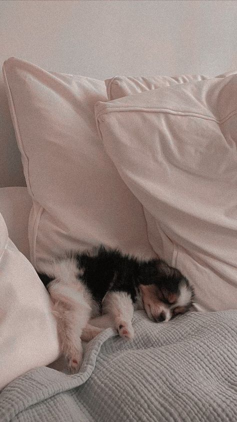 #aesthetic#pic#cute#puppy#soft#wallpaper#lockscreen Pic Cute, Dogs Cute, Soft Wallpaper, Cute Puppy, Aesthetic Wallpaper, Follow Me, Dogs, Black