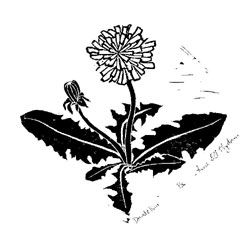 Round Tattoo, Dandelion Art, Dandelion Tattoo, Dandelion Flower, Stamp Printing, Chest Tattoo, Lino Print, Tattoo Stencils, First Tattoo