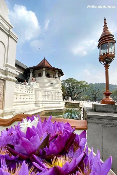 Sri Dalada Maligawa is a must visit destination in Kandy Sri Lanka | Image Credit: @kanchana_gamhatha (Instagram) | Image Source: @sridaladamaligawa (Instagram Kandy Sri Lanka, Flower Diy Crafts, Come And See, Tourist Destinations, Sri Lanka, Diy Flowers, Temple, Tourism, Beautiful Places