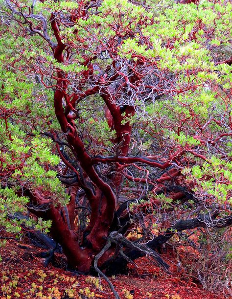 Manzanita tree. Pine Valley, California. Ormanlık Alan, Manzanita Tree, Weird Trees, Pine Valley, California Native Plants, Old Trees, Unique Trees, Tree Photography, Tree Hugger