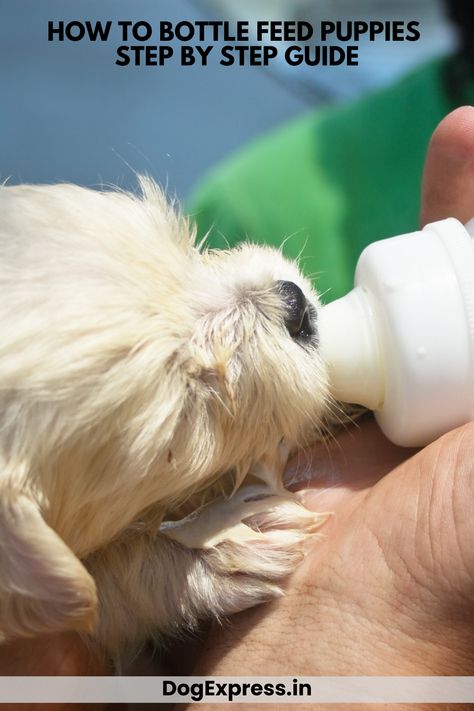 How To Bottle Feed Puppies – Step by Step Guide 👇 What To Feed Dogs When Out Of Dog Food, How To Care For Newborn Puppies, Bottle Feeding Puppies, Raising Puppies From Birth, Bottle Feeding Newborn, Feeding Puppy, Feeding Dogs Raw, Dog Lifestyle, Newborn Bottles