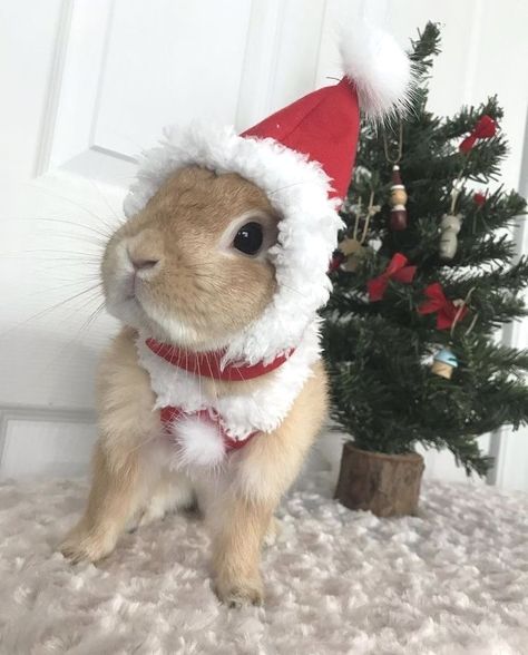 Christmas Pet Photos, Bunny Aesthetic, Pet Bunny Rabbits, Animal Babies, Cute Bunny Pictures, Christmas Bunny, Kawaii Bunny, Bunny Pictures, Silly Cats Pictures