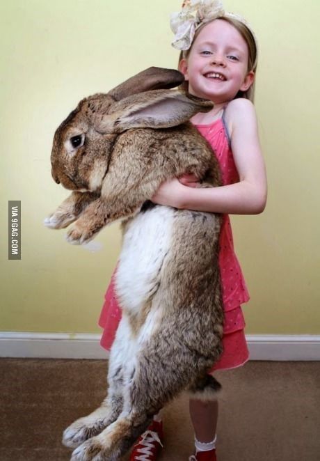 15 Pictures of Giant Rabbits You Didn't Know Even Existed - I Can Has Cheezburger? Flemish Giant Rabbit, Giant Rabbit, Flemish Giant, Giant Bunny, Rabbit Life, Rabbit Breeds, Giant Animals, Beautiful Rabbit, Big Bunny