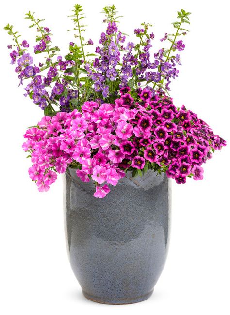 Summer Snapdragon, Proven Winners Containers, Container Recipes, Fall Containers, Container Garden Design, Container Ideas, Potted Flowers, New Flowers, Backyard Flowers