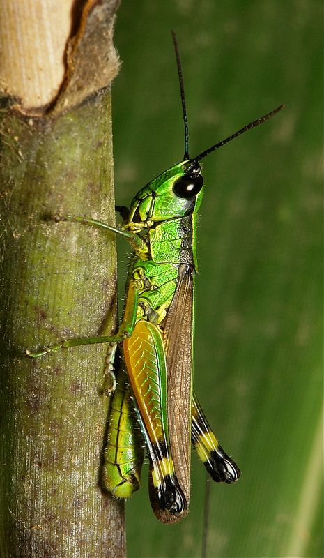 Saltamontes. Loa a la tierra. Un viaje al jardín de Byung -Chul Han. Beautiful Insects Photography, Cool Insects Beautiful, Grasshopper Photography, Crickets Insect, Insect Photos, Beetles, The Giant Peach, Cool Insects, Flying Insects