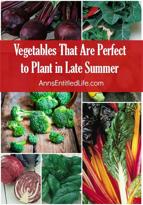 Indoor Vegetables, Winter Vegetables Gardening, Indoor Vegetable Gardening, Fall Vegetables, Fall Garden Vegetables, Winter Vegetables, Garden Veggies, Veg Garden, Home Vegetable Garden