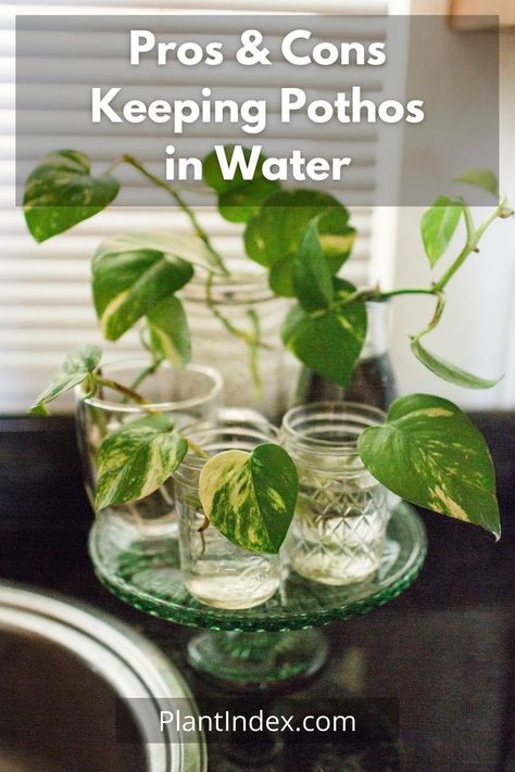 Pothos In Water, Jade Pothos, Pothos Plant Care, Water Plants Indoor, Plants Grown In Water, Tanaman Air, Water Propagation, Pothos Plants, Plant In Glass