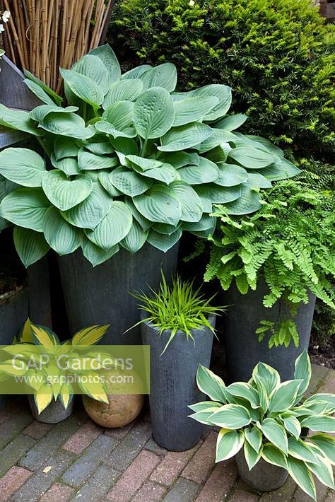 Mixed perennials in pots. Hosta, Hakonechloa macra and Adiantum pedatu Potted Hostas Front Porches, Shade Pots Front Porches, Hosta In Pots, Potted Hostas, Hostas In Containers, Perennials In Pots, Hostas In Pots, Front Driveway, Hakonechloa Macra