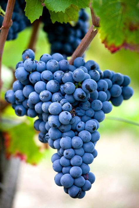 GRAPPE, RAISIN ROUGE, CEPAGE BRAUCOL, VIGNOBLE DE GAILLAC Grape Tomato Recipes, Pruning Raspberries, Grapes Painting, Candied Grapes Recipe, Grapefruit Benefits, Grape Vine Trellis, Grape Trellis, Grape Arbor, Grape Jelly Meatballs