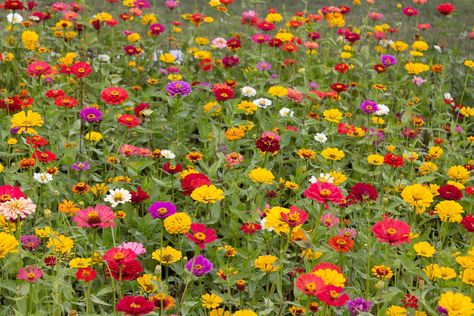 harvest zinnia seeds from a field of zinnias Easy To Grow Flowers, Zinnia Seeds, Zinnia Garden, Seed Wedding Favors, Companion Plants, Attracting Beneficial Insects, Zinnia Flowers, Cheap Flowers, Thriving Garden