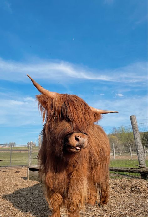 Brown Cow Aesthetic, Hyland Cows, Cute Fluffy Cow, Highland Cow Wallpaper, Therapy Farm, Fuzzy Cows, Ginger Cow, Long Hair Cow, Cow Fluffy