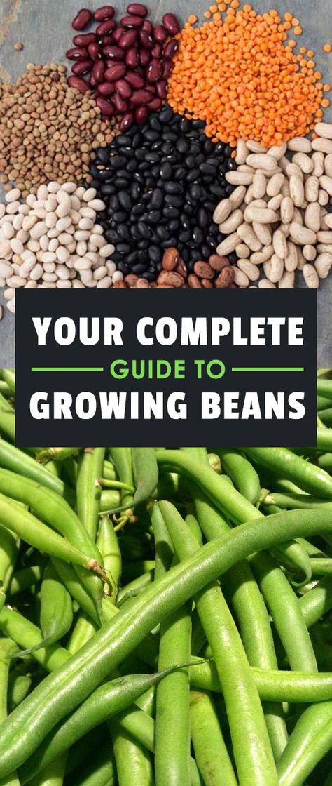 Learning how to grow beans means you'll never be without a great source of protein in your diet. They're one of the fastest and easiest veggies to grow! Easiest Veggies To Grow, Veggies To Grow, Grow Beans, Growing Beans, Indoor Vegetables, Hydroponic Farming, Hydroponics Diy, Source Of Protein, Indoor Vegetable Gardening