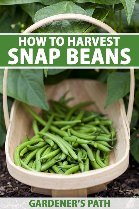 A close up vertical image of a wooden garden trug filled with freshly harvested green beans set on the ground in front of a plant. To the top and bottom of the frame is green and white printed text. Snap Peas Garden, Cucumber Leaves Turning Yellow, Fall Planting Guide, Harvest Snaps, Homestead Gardening, Snap Beans, Growing Carrots, Healthy Fruits And Vegetables, Vegetable Garden For Beginners