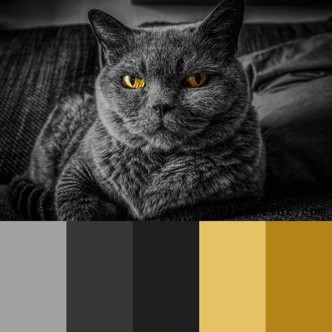 Black Cat -   A black cat with piercing eyes brings striking contrast to this gray palette.  - Download the swatches now! Black Cat Color Palette, Monster Board, Noir Color, Grey Palette, Grey Color Palette, Cat Colors, Colour Schemes, Color Pallets, Colour Palette