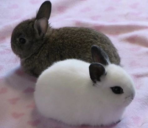 Rabbits, Pet, Pink, White