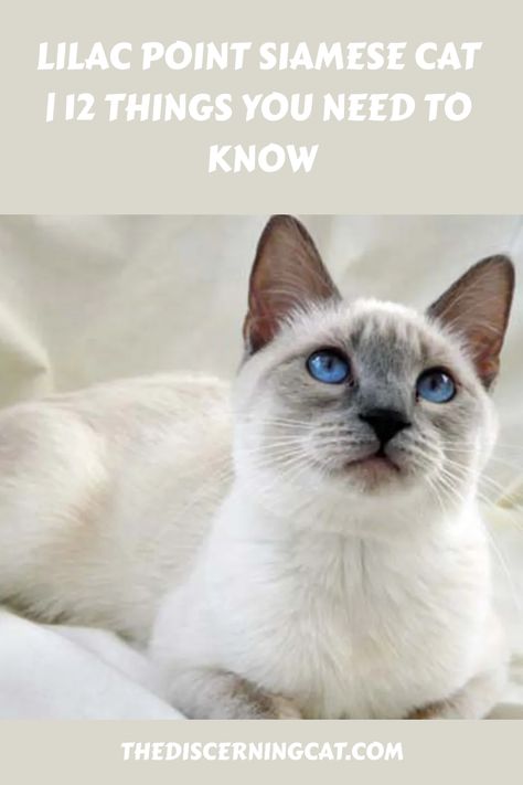 The Lilac Point Siamese is one of four distinct types of Siamese and is among the most well-known. Lilac Points are known today for their exciting and unique coloring, although this was a matter of Lilac Point Siamese, Cool Cat Toys, Cat In Heat, Rare Cats, Older Cats, Blue Point, Siberian Cat, Guinness World Records, Cat Health