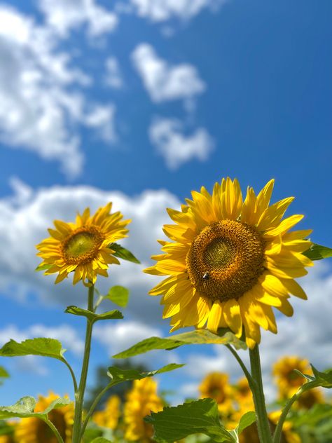 Sunflower Blue Sky Aesthetic, Sun Flowers, Flower Plants, Dragon Ball Super Manga, Blue Skies, Sky Aesthetic, Blue Aesthetic, 30th Birthday, Dragon Ball Super