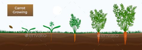 Carrot Growth Stages Banner by macrovector | GraphicRiver Growing From Seeds, Education Banner, School Banner, Discount Banner, Welcome Back To School, Back To School Sales, Website Banner, School Themes, Templates Downloads