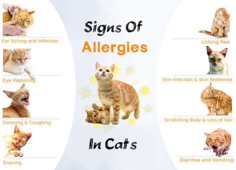 Best Cat Breeds For Allergies, Cat Skin Problems, Cat Allergy, What Can I Give My Dog For Allergies, Dogs With Allergies, Cat Breeds Hypoallergenic, Information About Cats, Hypoallergenic Cats, Cat Tips